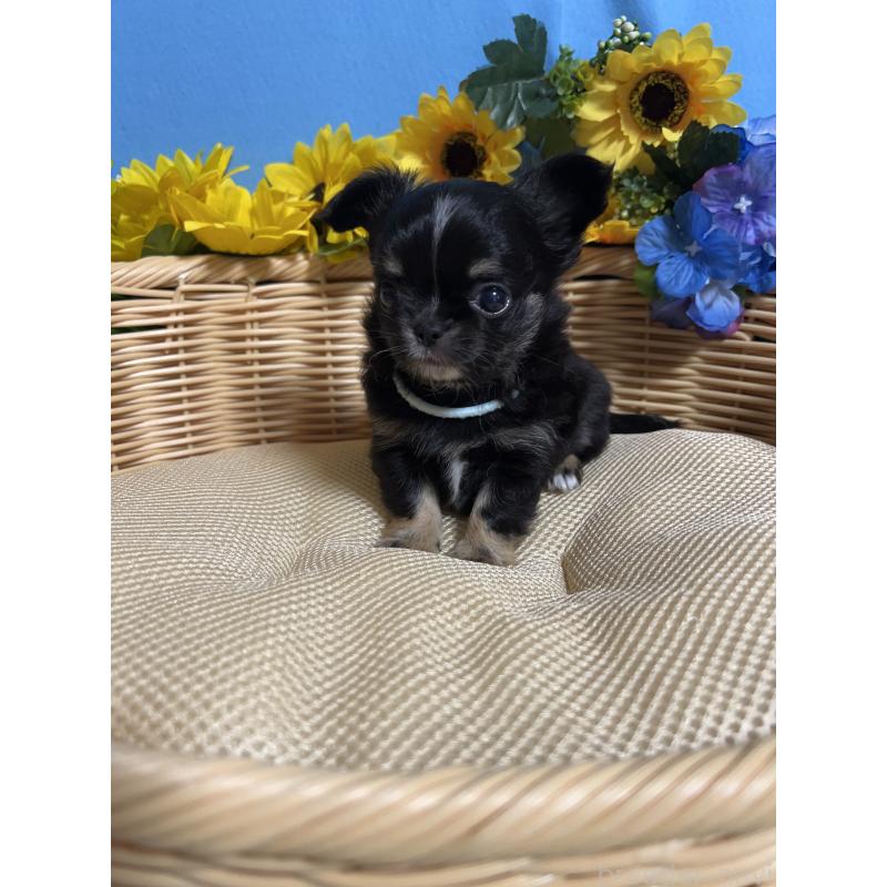 販売中の福岡県のチワワ(ロングコート)-435117の7枚目