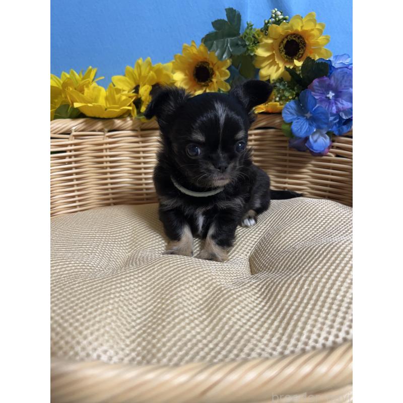 販売中の福岡県のチワワ(ロングコート)-435117の6枚目