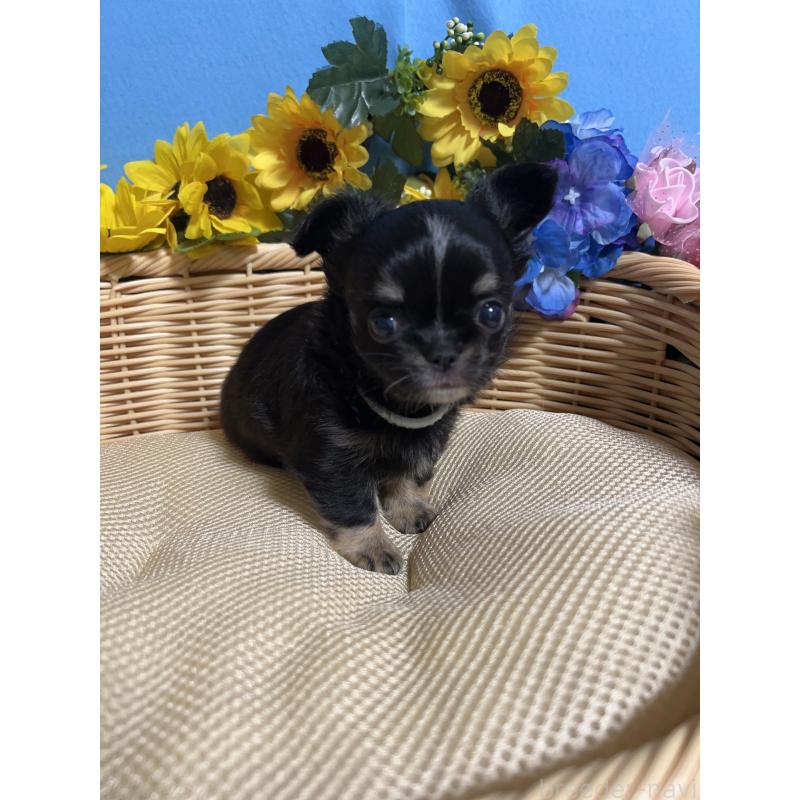 販売中の福岡県のチワワ(ロングコート)-435117の5枚目