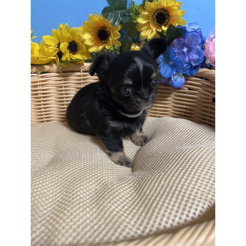 販売中の福岡県のチワワ(ロングコート)-435117の4枚目