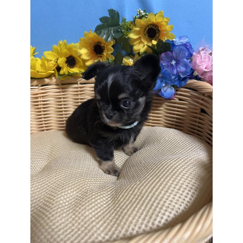 販売中の福岡県のチワワ(ロングコート)-435117の3枚目