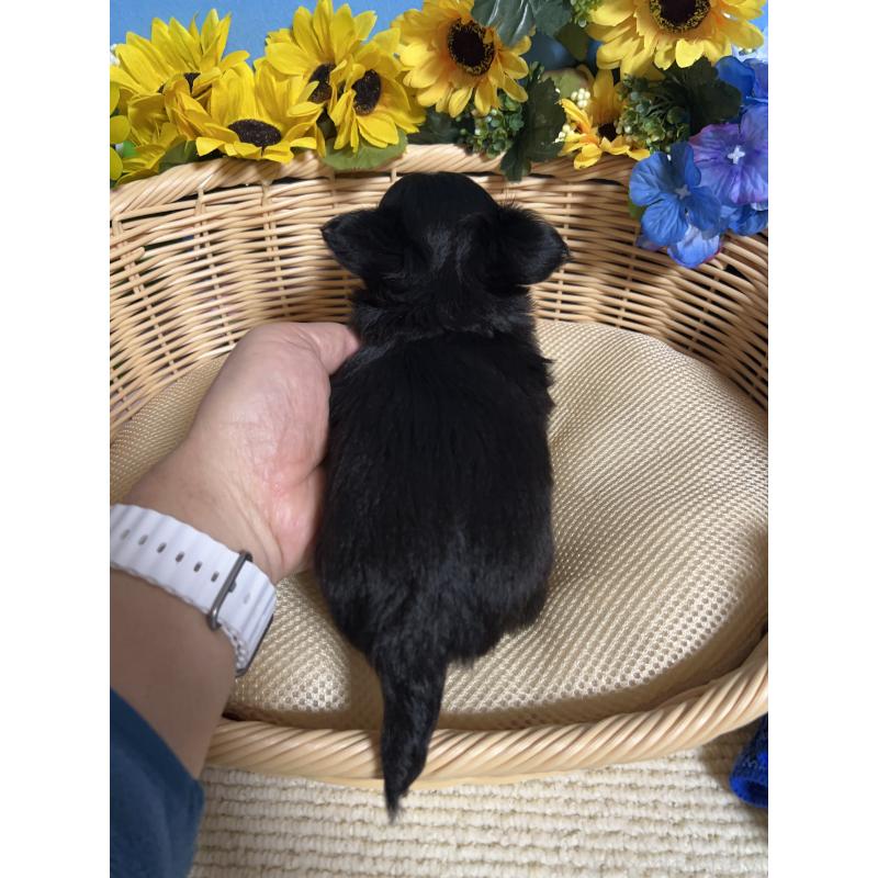 販売中の福岡県のチワワ(ロングコート)-435117の2枚目