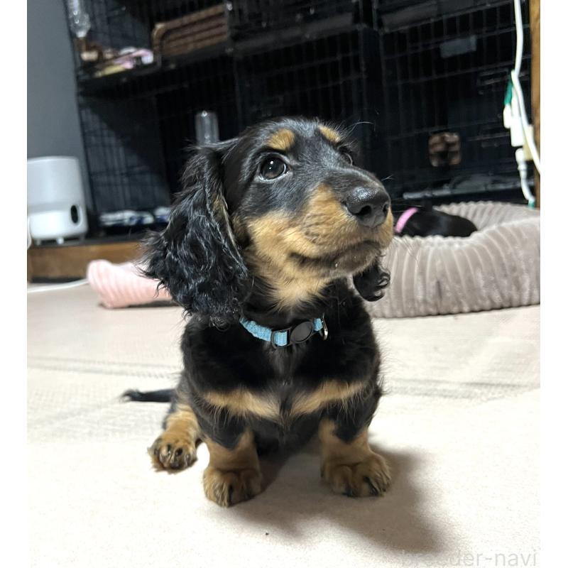 販売中の茨城県のミニチュアダックスフンド(ロングヘアード)-428081の5枚目