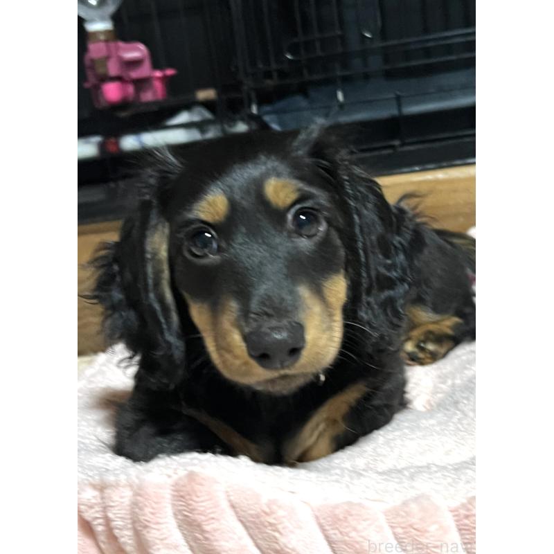 販売中の茨城県のミニチュアダックスフンド(ロングヘアード)-428081の4枚目