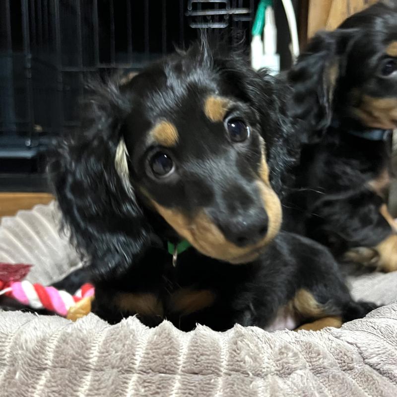 販売中の茨城県のミニチュアダックスフンド(ロングヘアード)-428082の5枚目