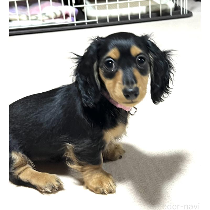 販売中の茨城県のミニチュアダックスフンド(ロングヘアード)-425306の2枚目