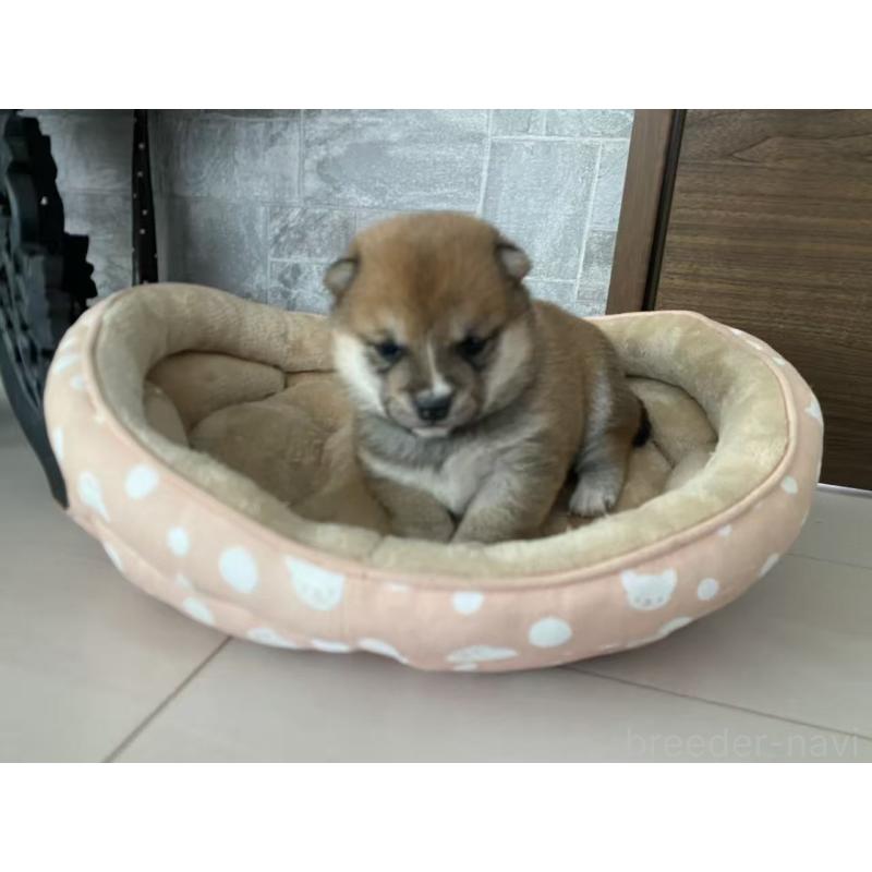 販売中の茨城県の豆柴-435118の8枚目