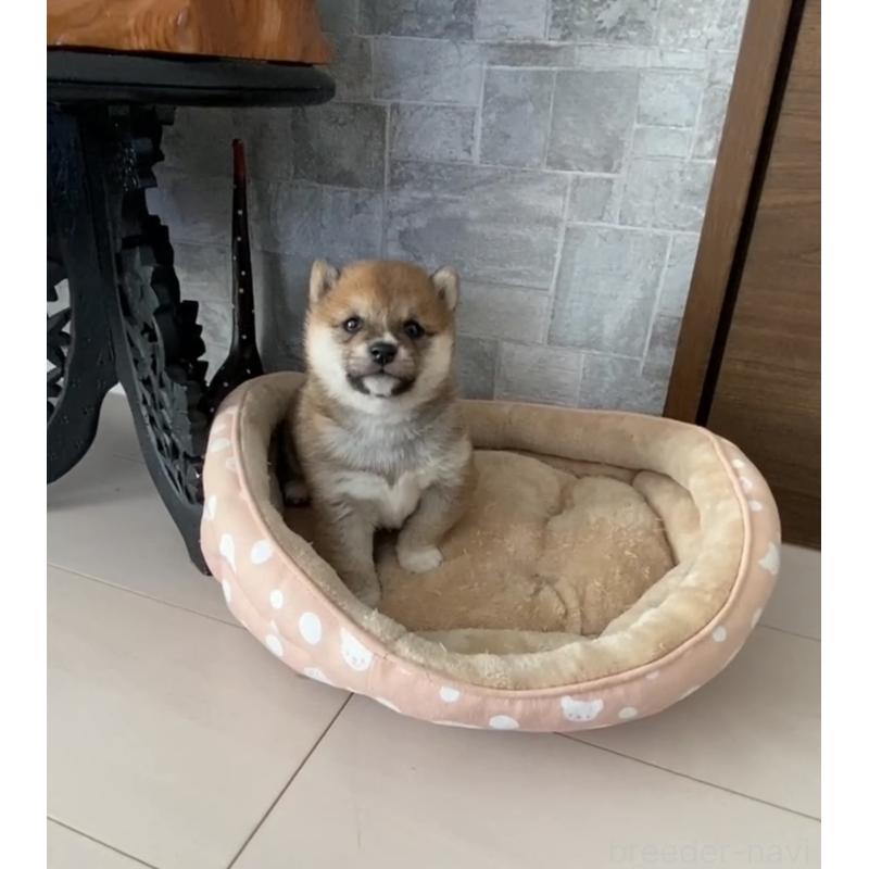 販売中の茨城県の豆柴-435118の7枚目