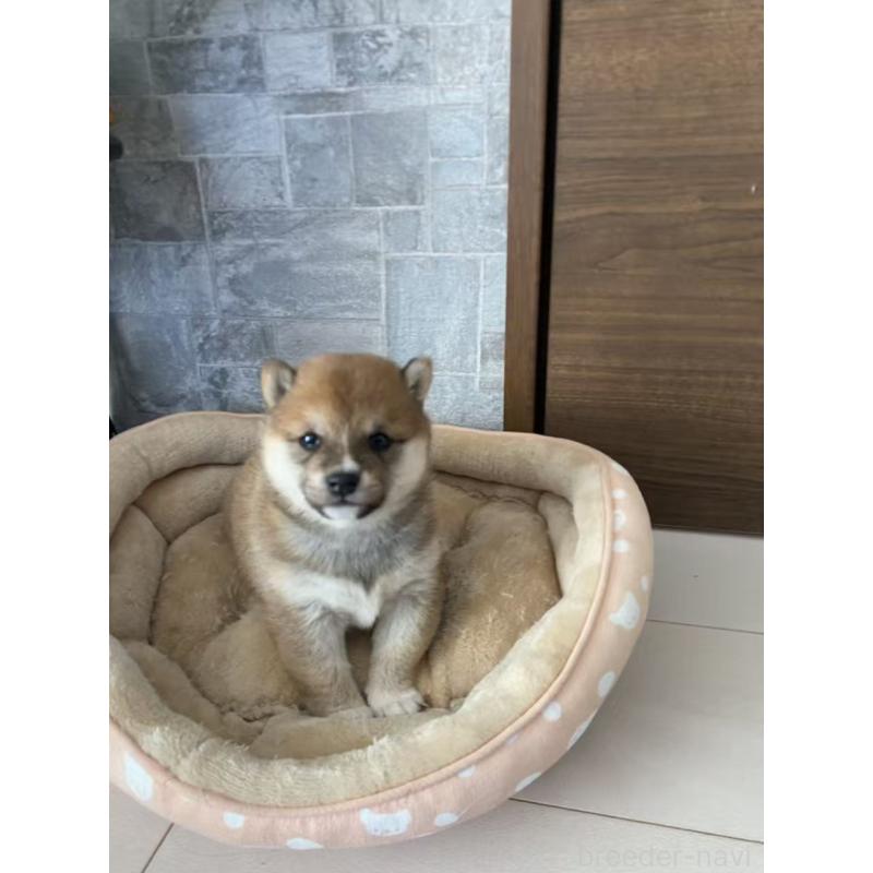 販売中の茨城県の豆柴-435118の6枚目