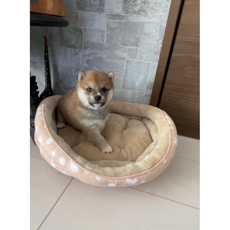 販売中の茨城県の豆柴-435118の5枚目