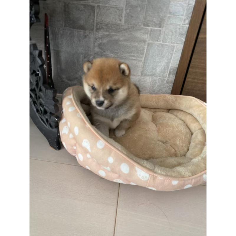 販売中の茨城県の豆柴-435118の4枚目