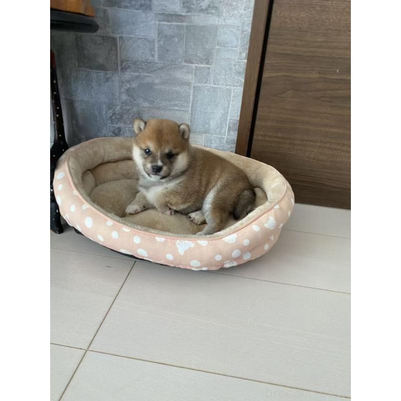 販売中の茨城県の豆柴-435118の3枚目