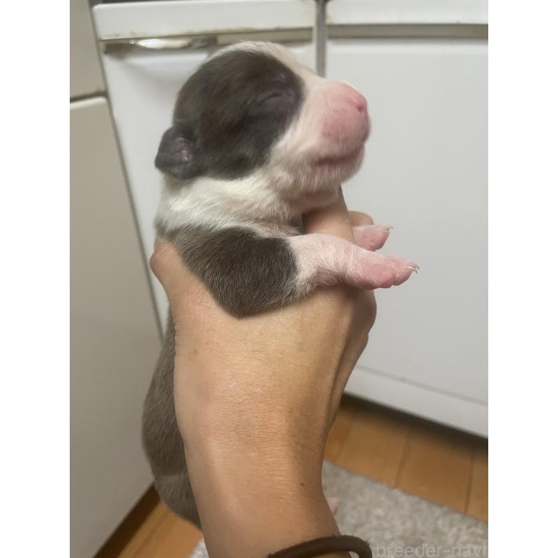 販売中の佐賀県のアメリカンピットブルテリア-435119の6枚目