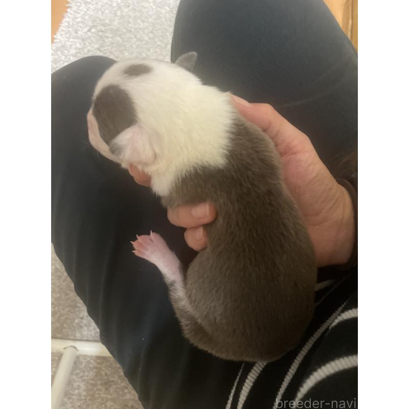 販売中の佐賀県のアメリカンピットブルテリア-435119の4枚目