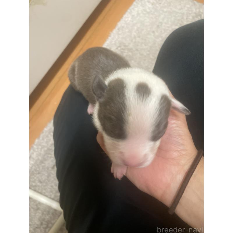 販売中の佐賀県のアメリカンピットブルテリア-435119の3枚目