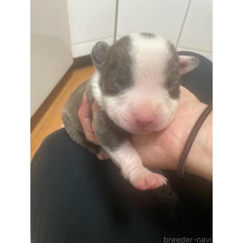 販売中の佐賀県のアメリカンピットブルテリア-435119の2枚目