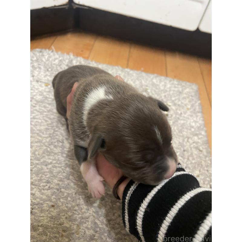 販売中の佐賀県のアメリカンピットブルテリア-435120の11枚目