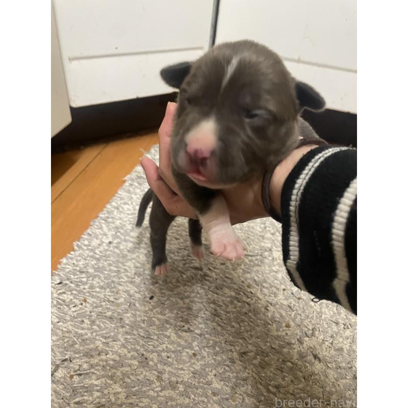 販売中の佐賀県のアメリカンピットブルテリア-435120の9枚目