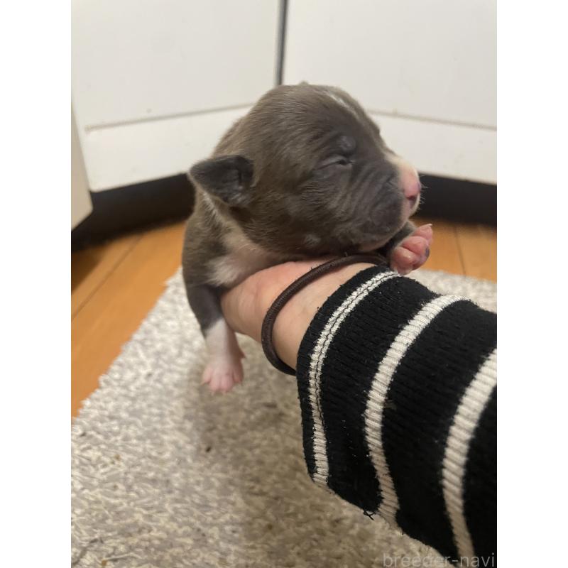 販売中の佐賀県のアメリカンピットブルテリア-435120の8枚目