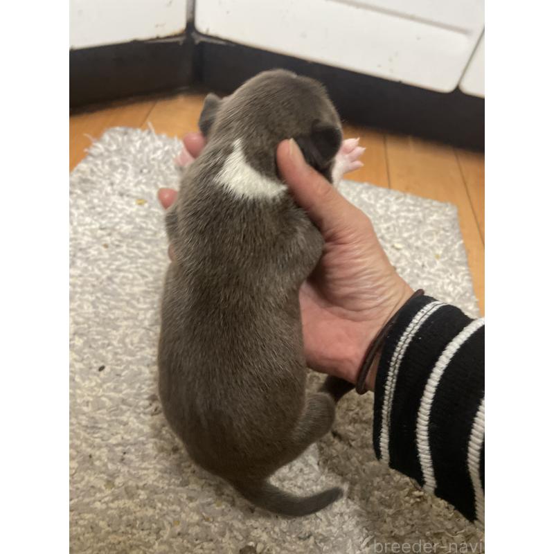 販売中の佐賀県のアメリカンピットブルテリア-435120の7枚目