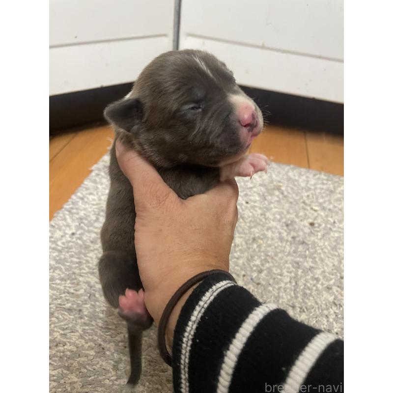 販売中の佐賀県のアメリカンピットブルテリア-435120の6枚目