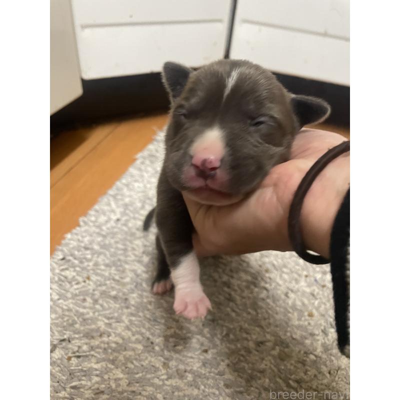 販売中の佐賀県のアメリカンピットブルテリア-435120の5枚目