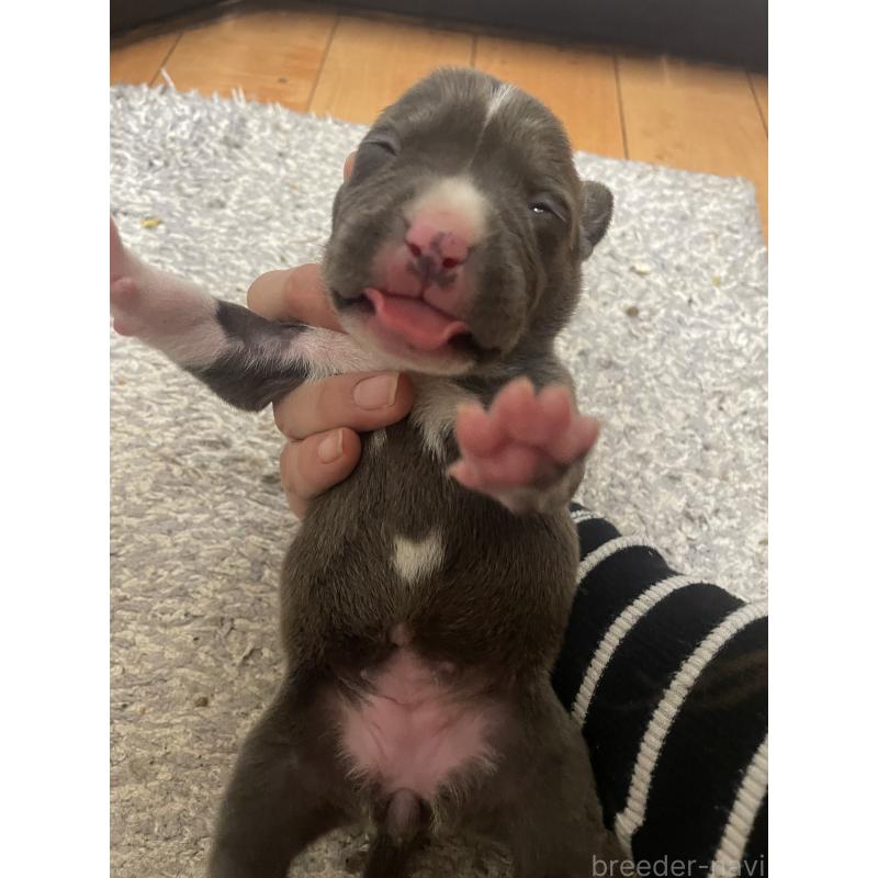 販売中の佐賀県のアメリカンピットブルテリア-435120の4枚目