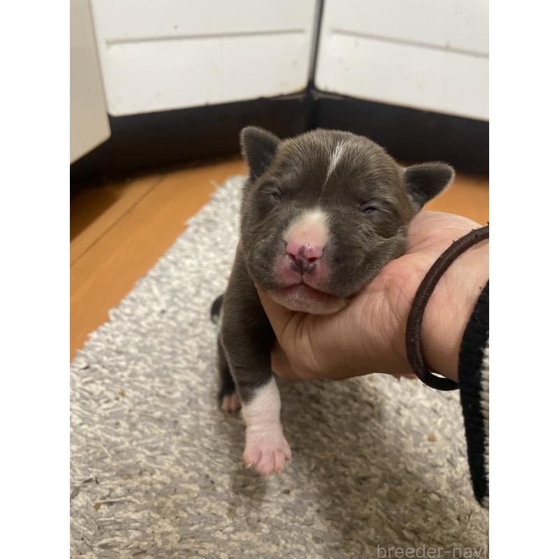 販売中の佐賀県のアメリカンピットブルテリア-435120の3枚目