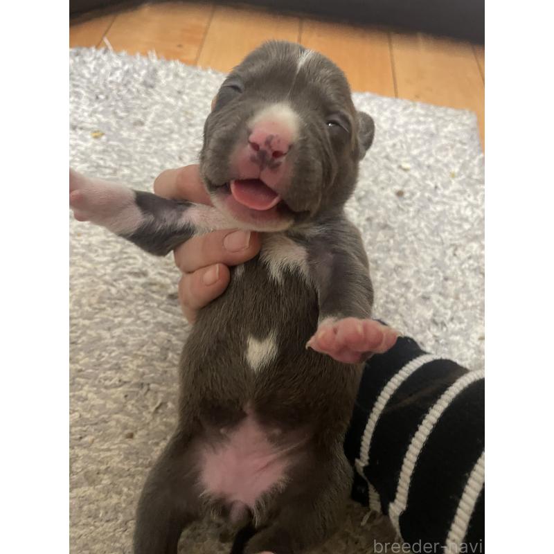 販売中の佐賀県のアメリカンピットブルテリア-435120の2枚目