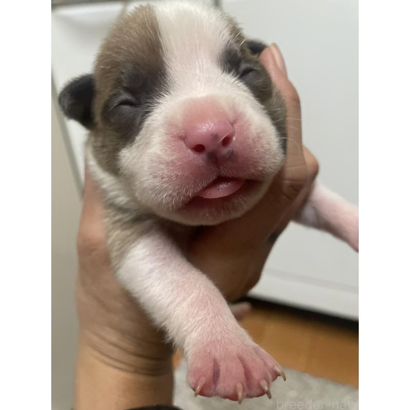 販売中の佐賀県のアメリカンピットブルテリア-435121の13枚目