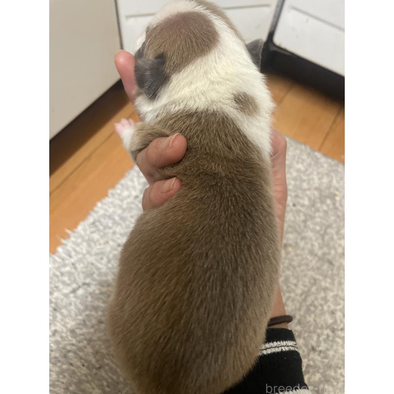 販売中の佐賀県のアメリカンピットブルテリア-435121の12枚目