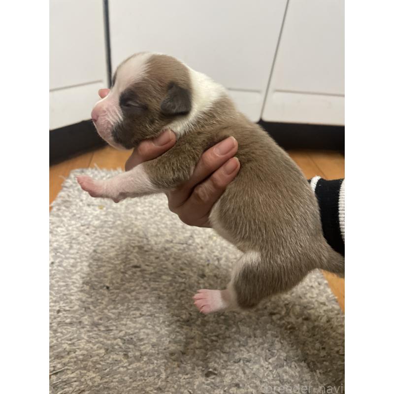 販売中の佐賀県のアメリカンピットブルテリア-435121の11枚目