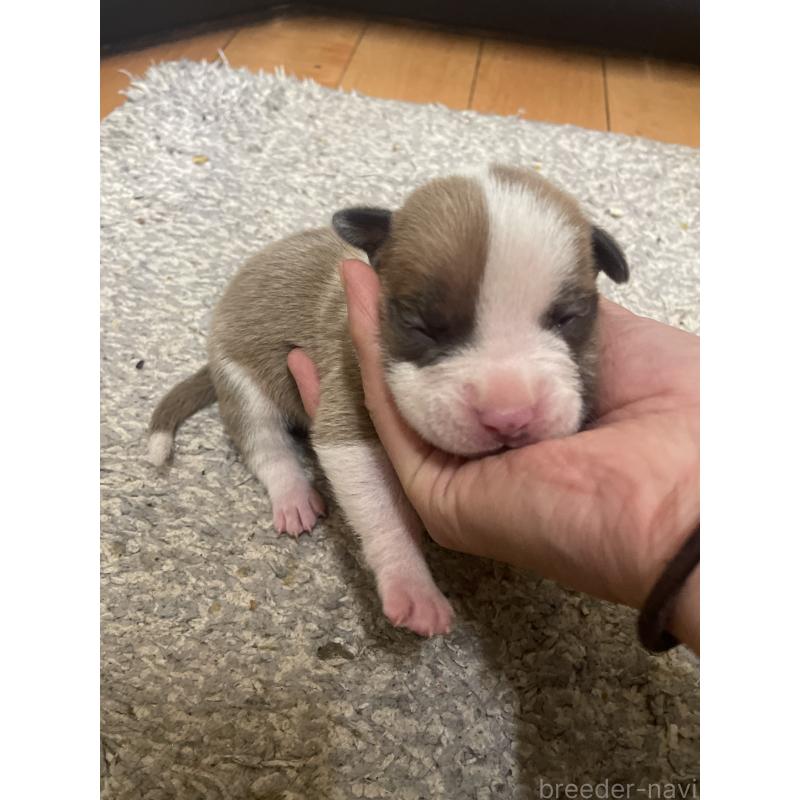 販売中の佐賀県のアメリカンピットブルテリア-435121の10枚目