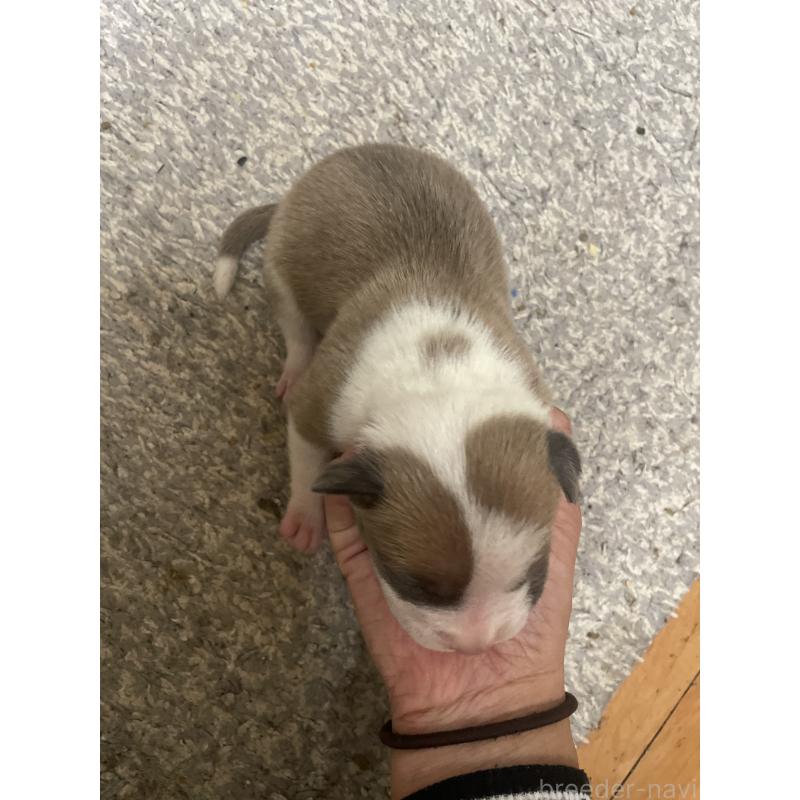 販売中の佐賀県のアメリカンピットブルテリア-435121の9枚目