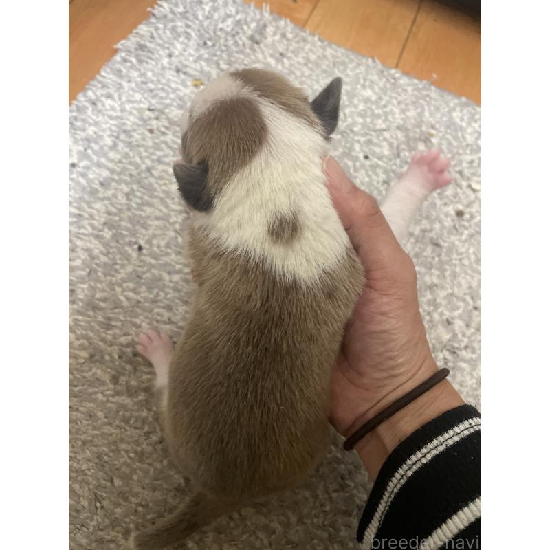 販売中の佐賀県のアメリカンピットブルテリア-435121の8枚目