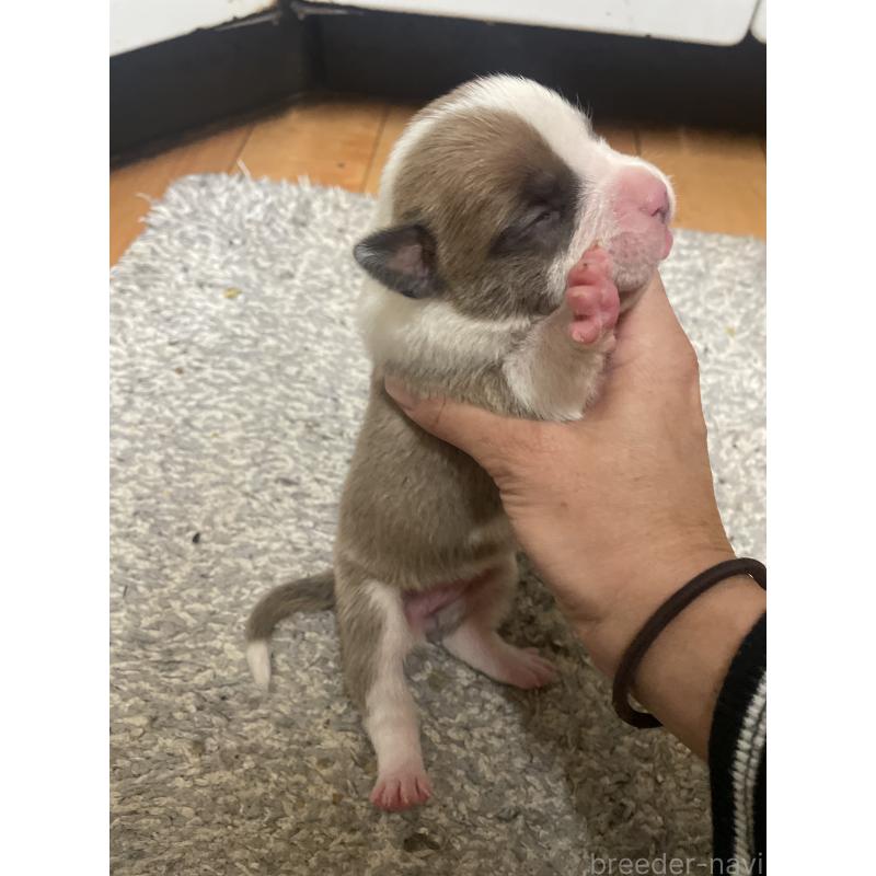 販売中の佐賀県のアメリカンピットブルテリア-435121の7枚目