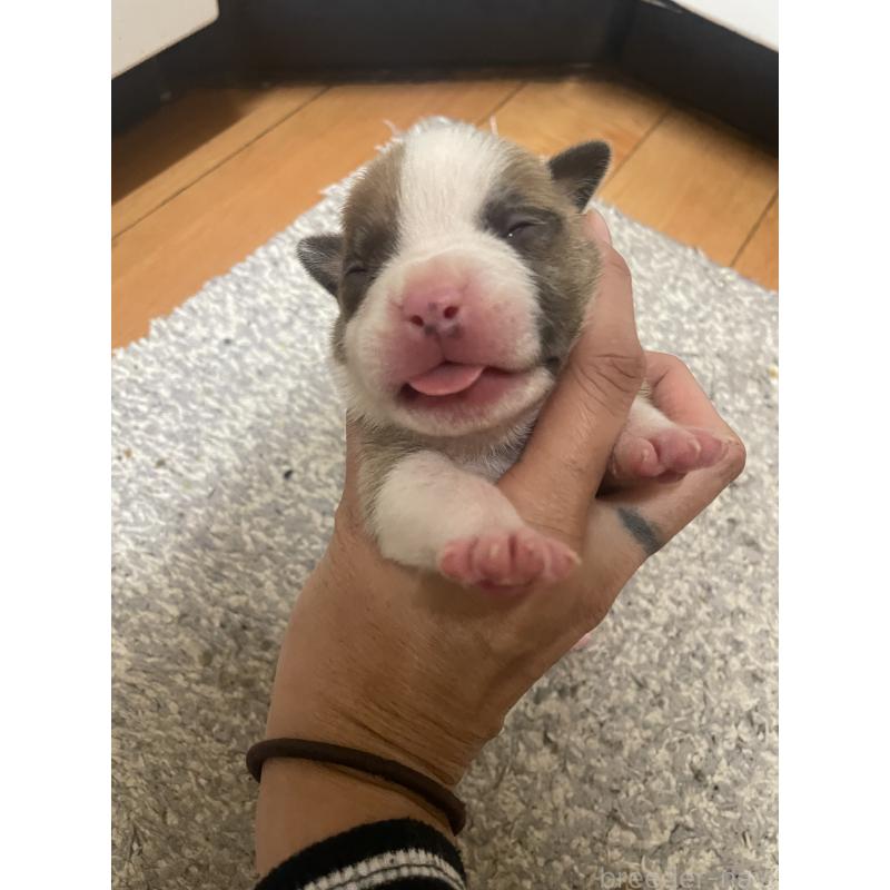 販売中の佐賀県のアメリカンピットブルテリア-435121の6枚目