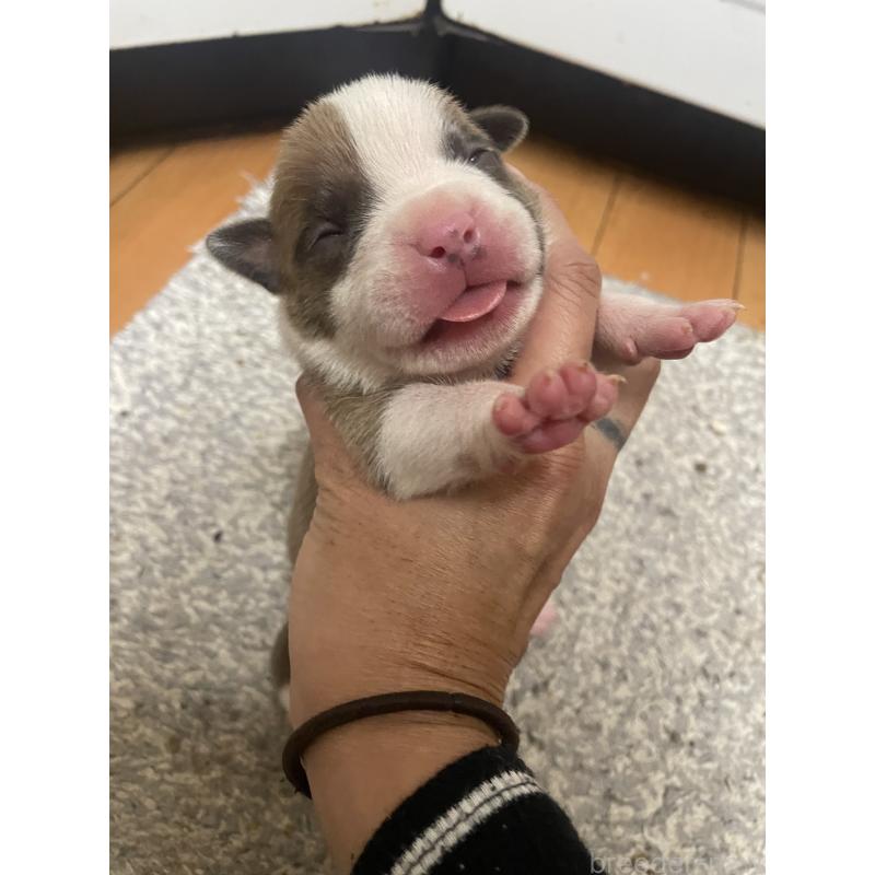 販売中の佐賀県のアメリカンピットブルテリア-435121の5枚目