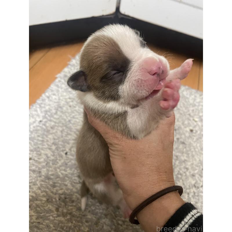 販売中の佐賀県のアメリカンピットブルテリア-435121の3枚目