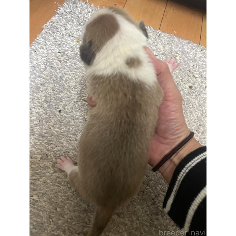 販売中の佐賀県のアメリカンピットブルテリア-435121の2枚目