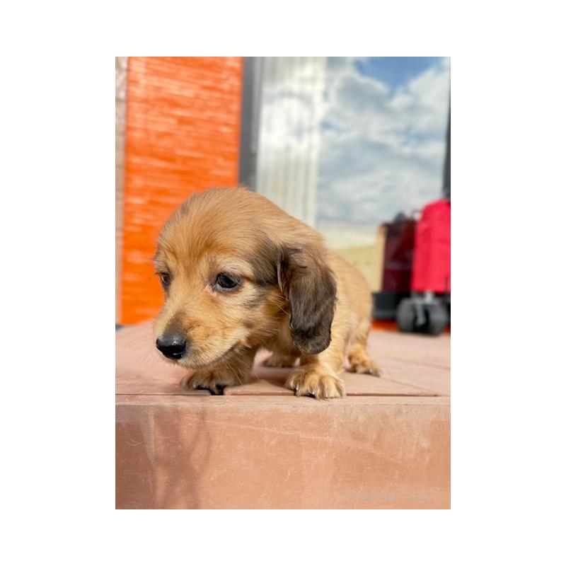 販売中の愛知県のミニチュアダックスフンド(ロングヘアード)-435122の1枚目