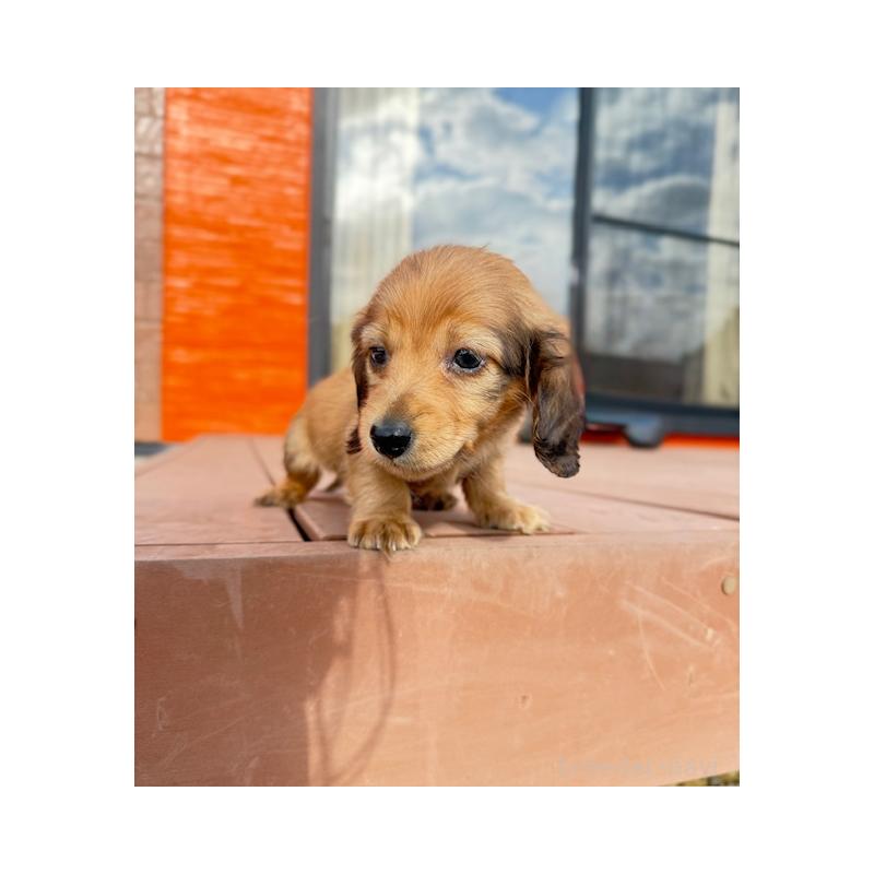 販売中の愛知県のミニチュアダックスフンド(ロングヘアード)-435122の6枚目