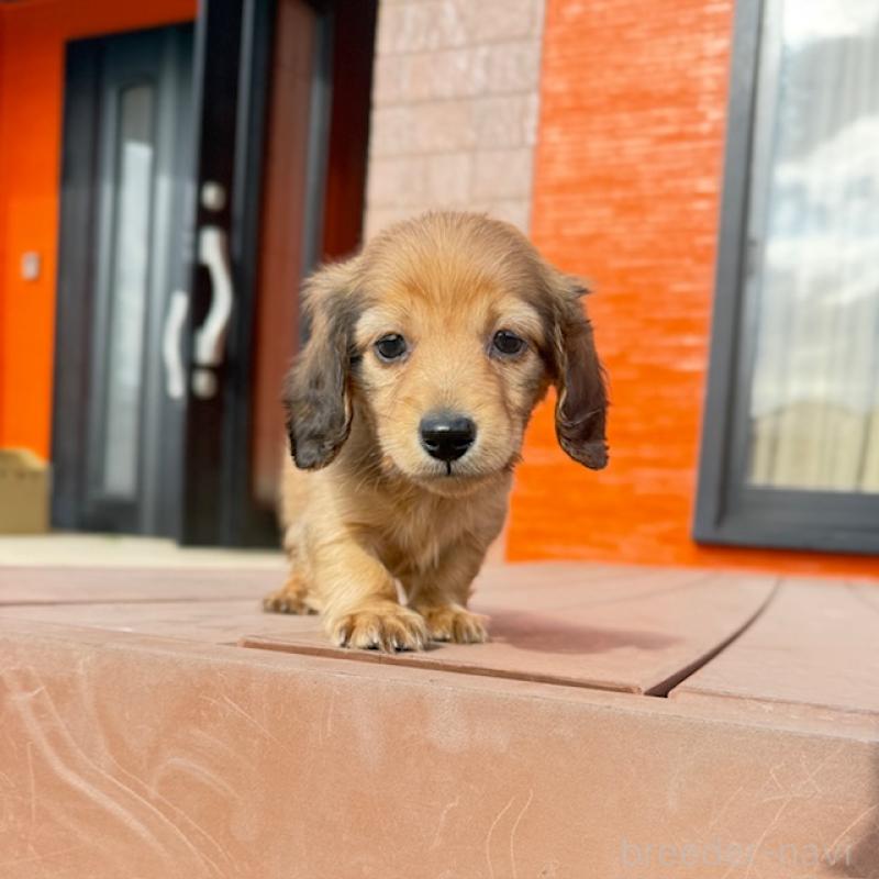 販売中の愛知県のミニチュアダックスフンド(ロングヘアード)-435122の5枚目