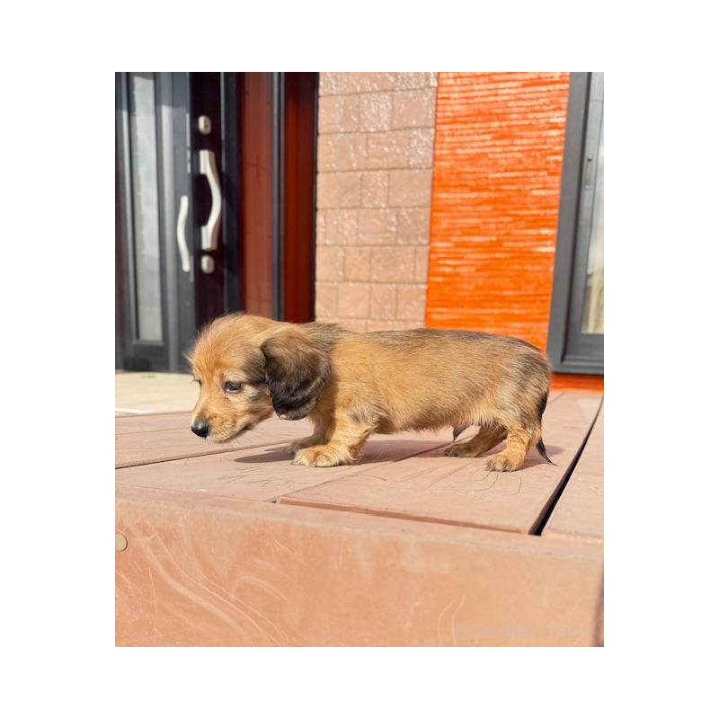 販売中の愛知県のミニチュアダックスフンド(ロングヘアード)-435122の4枚目