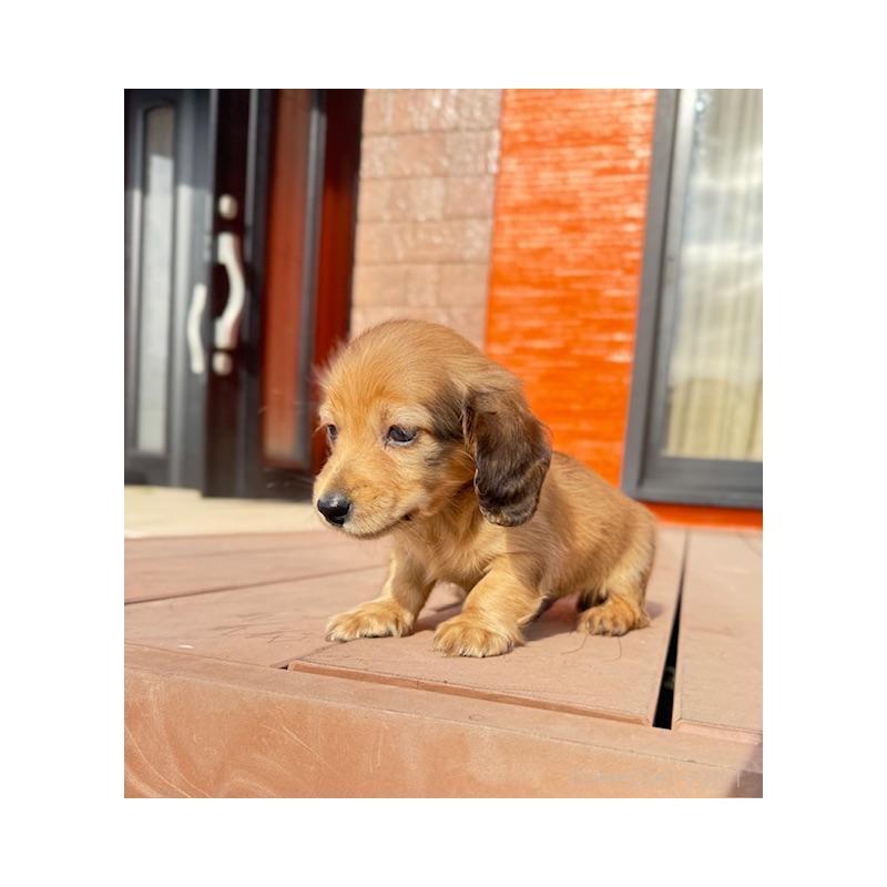 販売中の愛知県のミニチュアダックスフンド(ロングヘアード)-435122の3枚目