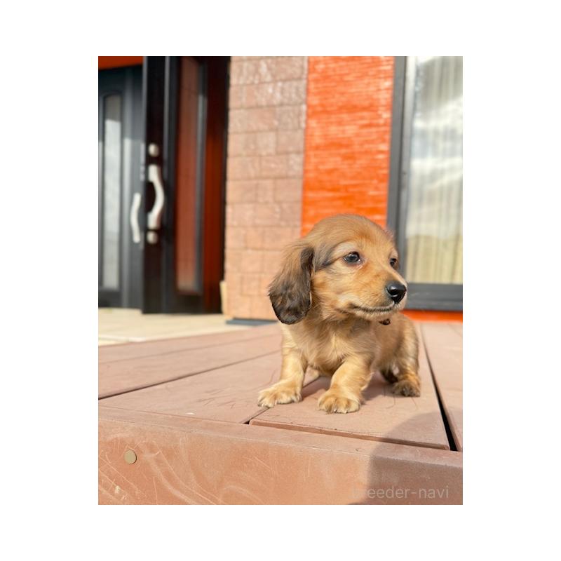 販売中の愛知県のミニチュアダックスフンド(ロングヘアード)-435122の2枚目