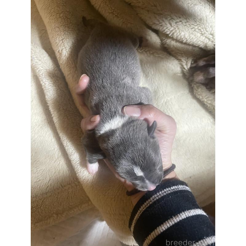 販売中の佐賀県のアメリカンピットブルテリア-435123の6枚目