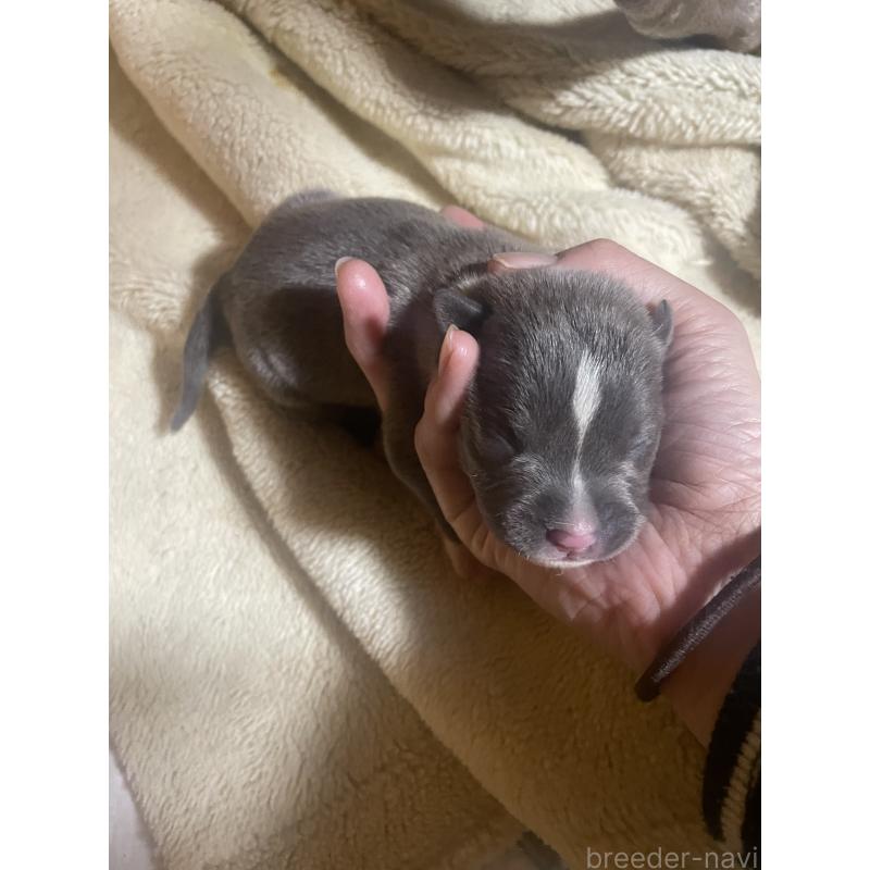 販売中の佐賀県のアメリカンピットブルテリア-435123の5枚目