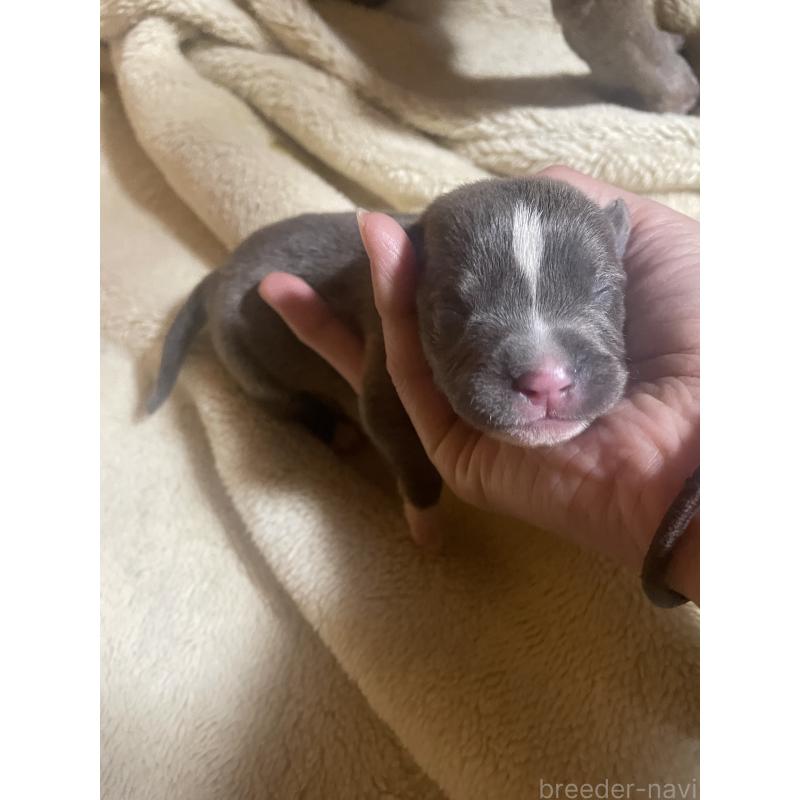 販売中の佐賀県のアメリカンピットブルテリア-435123の4枚目