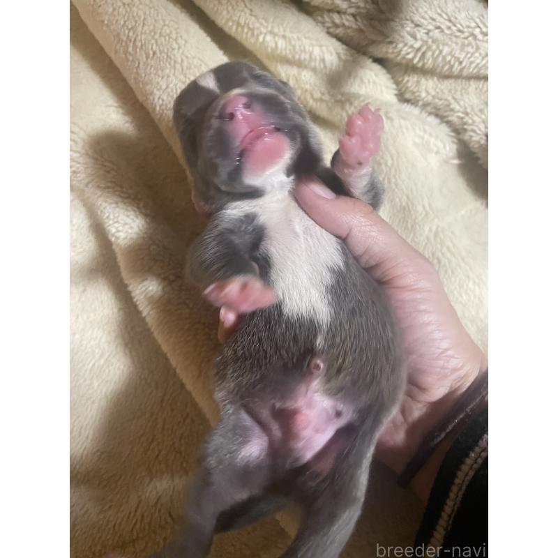 販売中の佐賀県のアメリカンピットブルテリア-435123の2枚目